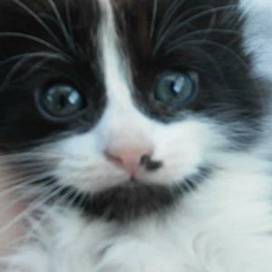 Meet your Posher, Janice